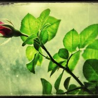 ... бутон... :: Руслан 