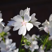 Просвирник :: Татьяна Лютаева Просвирник :: Татьяна Лютаева