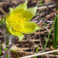 Подснежник (сон-трава). :: Алексей Трухин