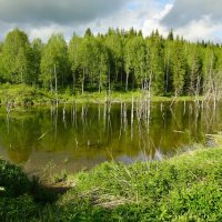 Лесная лужа... :: Николай Гирш