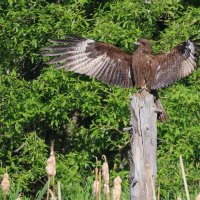 "Дирижер" :: Владилен Панченко