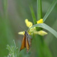 Сенница луговая :: Ольга 