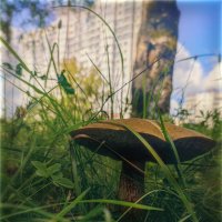 Городские грибы :: AZ east3