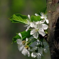 Весеннее цветение :: Роман Савоцкий