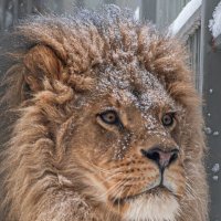 Лев Ричард :: Михаил Измайлов Лев Ричард :: Михаил Измайлов