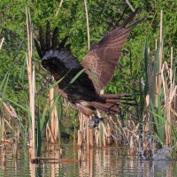 Поймавший... :: Владилен Панченко