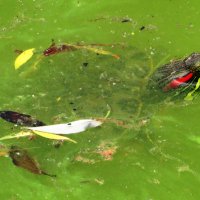 Выглядывает из воды :: Андрей Снегерёв Выглядывает из воды :: Андрей Снегерёв