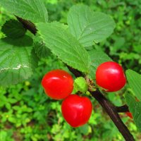 Войлочная вишня :: Андрей Снегерёв Войлочная вишня :: Андрей Снегерёв