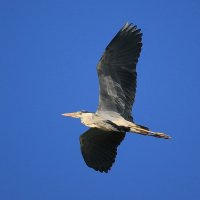 *** :: Владилен Панченко