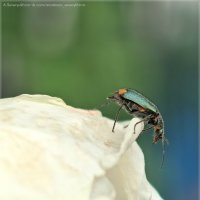 Любопытный жук :: Анастасия Северюхина