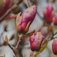 Магнолия :: Yana Ryz