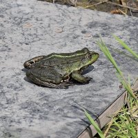 В ожидании прЫнца! :: Валентина  Нефёдова 