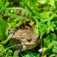 Жаба :: Владимир VS