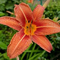 Под дождём! :: Валентина  Нефёдова 