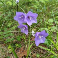 Колокольчик персиколистный (Campanula persicifolia) :: Денис Бочкарёв Колокольчик персиколистный (Campanula persicifolia) :: Денис Бочкарёв