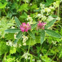 Клевер (Trifolium) :: Денис Бочкарёв