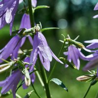 колокольчики :: Александр Леонов