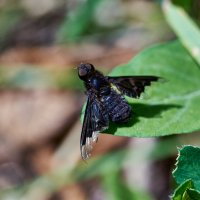 Темнокрылая мрачная :: Александр Леонов