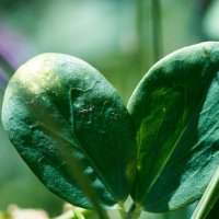 листики напоминают сердце :: Александр Леонов листики напоминают сердце :: Александр Леонов