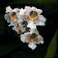 Катальпа цветёт :: Евгений 