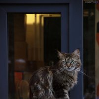 уличный кот :: Полина Лопатина (Hunter)