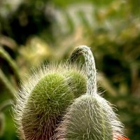 Алые маки :: VADIM *****