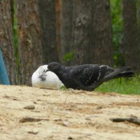 черно белый :: Лера черно белый :: Лера