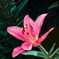 Лилия в СМ :: Евгений Лилия в СМ :: Евгений