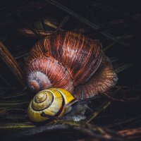 Милые улиточки :: Анна Пигулевская