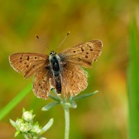 и снова бабочки 21 :: Александр Прокудин и снова бабочки 21 :: Александр Прокудин