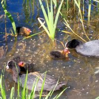 Лысухи :: Сапсан Лысухи :: Сапсан