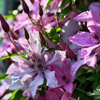 "Освещенные солнцем. Клематисы"© :: Владимир Макаров "Освещенные солнцем. Клематисы"© :: Владимир Макаров