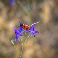 Жук :: Сергей Гибков