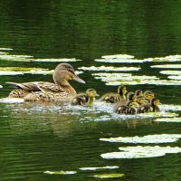 Кряква с выводком. :: Милешкин Владимир Алексеевич Кряква с выводком. :: Милешкин Владимир Алексеевич