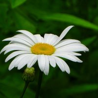 Какое лето без ромашек! :: Милешкин Владимир Алексеевич Какое лето без ромашек! :: Милешкин Владимир Алексеевич