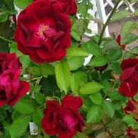 Яркие розы :: Лидия Бусурина Яркие розы :: Лидия Бусурина