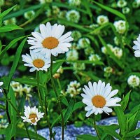 Июнь...Ромашки среди цветков белого клевера! :: Владимир 