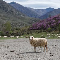 Главный по овцам :: Виктор Ковчин