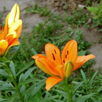 Лилии в саду. :: сергей ермошкин Лилии в саду. :: сергей ермошкин