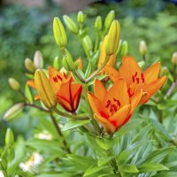 Лилии цветут :: Валерий Иванович