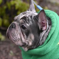 Москва. Парад французских бульдогов в усадьбе «Воронцово». :: Наташа ***** Москва. Парад французских бульдогов в усадьбе «Воронцово». :: Наташа *****