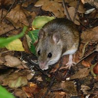 Малая лесная мышь :: Лина Малая лесная мышь :: Лина