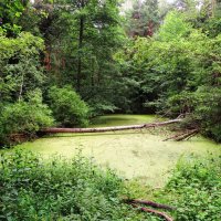 Лесной водоём :: Андрей Снегерёв Лесной водоём :: Андрей Снегерёв