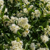 Лето :: Анатолий Чикчирный Лето :: Анатолий Чикчирный