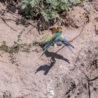 щурки :: юрий макаров