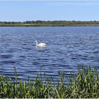 На Торфяном озере. :: Валерия Комова На Торфяном озере. :: Валерия Комова