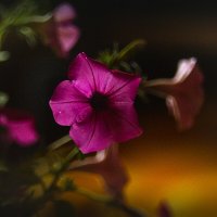 Петуния :: Людмила Фил Петуния :: Людмила Фил