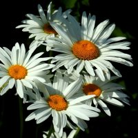 Про ромашки :: Юрий. Шмаков