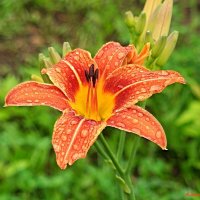 Про грибные дожди июня... :: Андрей Заломленков