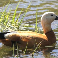 ОГАРЬ В ВЕСЕННЕМ ПРУДУ :: Валентина 